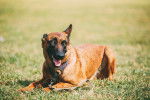 Photo Berger Belge Malinois