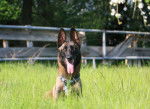 Photo Berger Belge Malinois