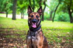 Un Malinois qui porte un collier