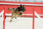 Un Malinois qui fait du saut d'obstacles 