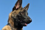 Photo Berger Belge Malinois