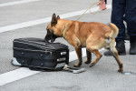 Un Malinois policier renifle une valise