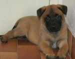 Molie - Berger Belge Malinois Femelle (2 mois)