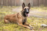 Photo Berger Belge Malinois Femelle