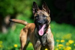 Photo Berger Belge Malinois Femelle