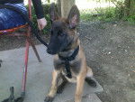 Guiness - Berger Belge Malinois Femelle (7 mois)