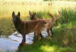 Ouka et Tidy - Berger Belge Malinois (4 mois)