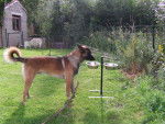 Jouba - Berger Belge Malinois Mâle (3 ans)