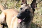 Fanny - Berger Belge Malinois Femelle (2 ans)