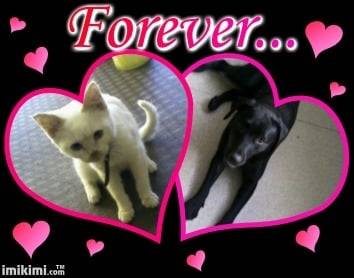 Belle et Charlotte - Berger Belge Malinois Femelle (4 ans)