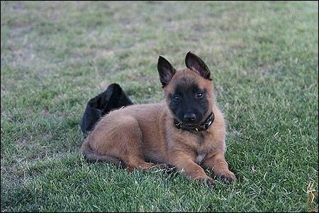 Chocolate - Berger Belge Malinois Mâle (6 mois)