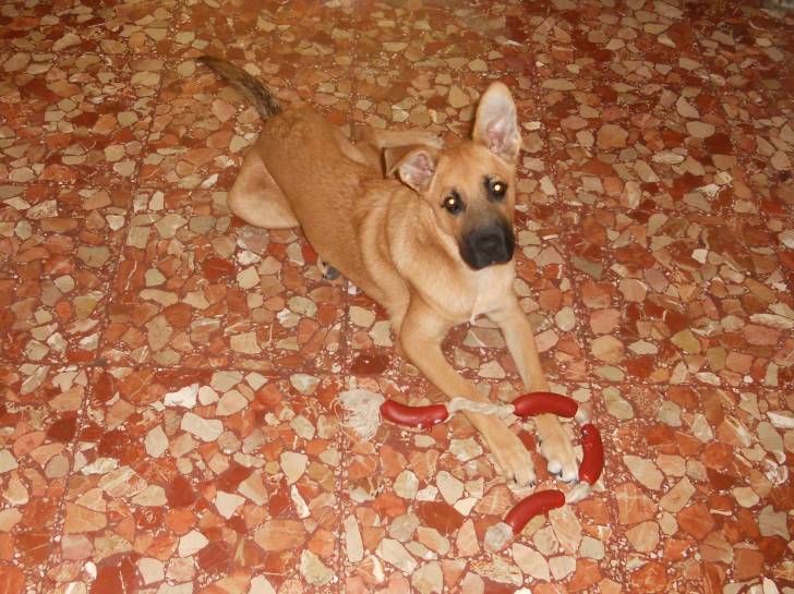 Aquiles - Berger Belge Malinois Mâle (5 mois)