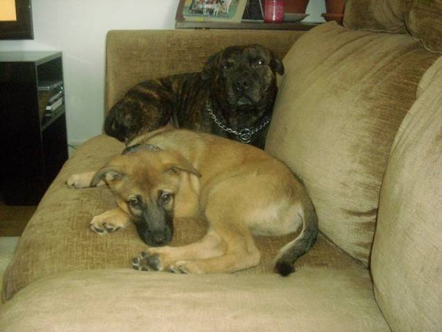 Bianca et Diesel - Berger Belge Malinois