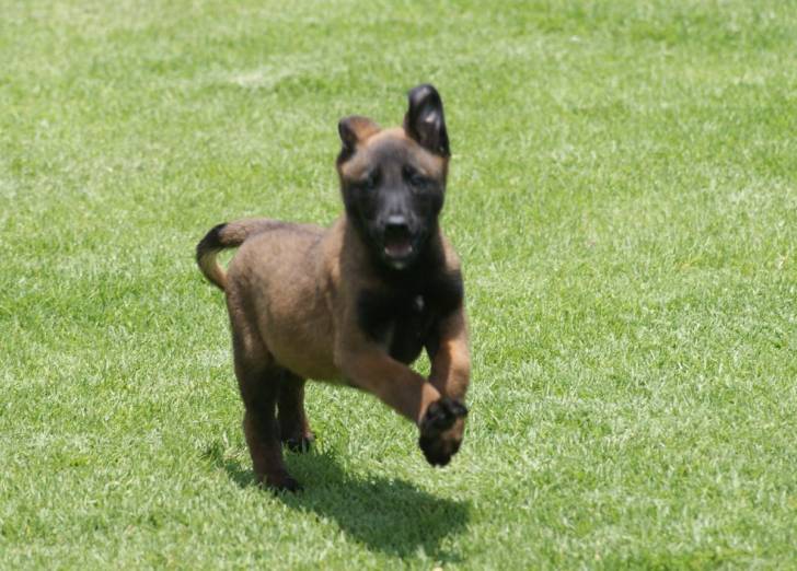 En el Campo - Berger Belge Malinois (2 mois)