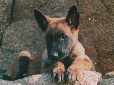 Malinois - Berger Belge Malinois