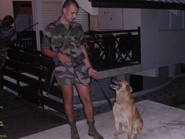 MALINOIS - Berger Belge Malinois