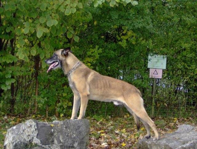 taz, malinois - Berger Belge Malinois