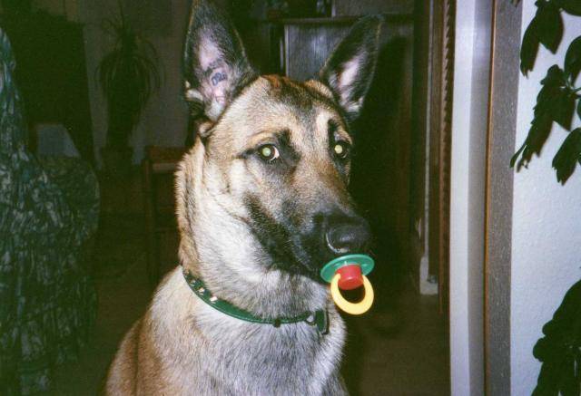 berger belge malinois-ROUXY - Berger Belge Malinois