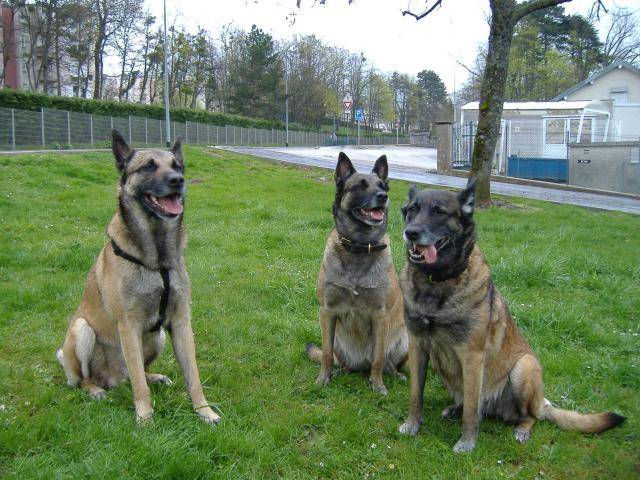 berger belge malinois- ROUXY et sa famille - Berger Belge Malinois