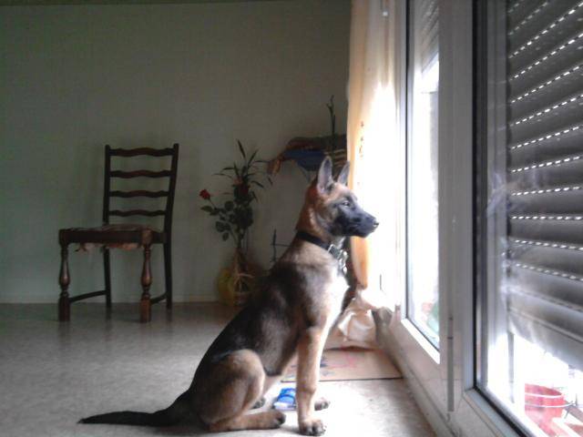 berger belge malinois - Berger Belge Malinois