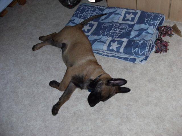 beger belge malinois ELROY dit EROS - Berger Belge Malinois