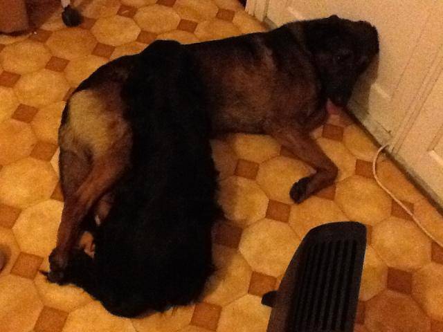 Malinois - Berger Belge Malinois