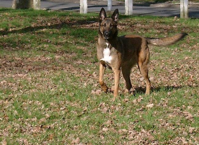 Vénus femelle malinois de 4 ans - Berger Belge Malinois (4 ans)