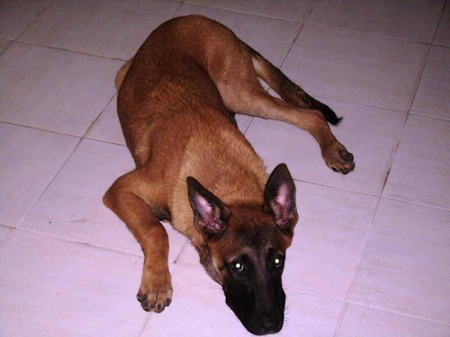 Rocky Berger Malinois - Berger Belge Malinois