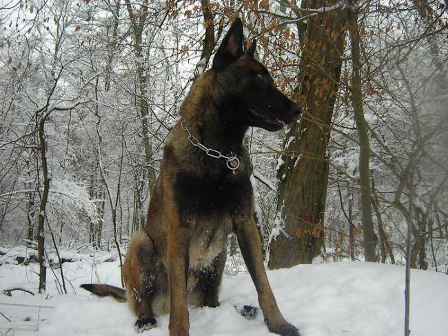 Exo photo Berger Malinois - Berger Belge Malinois