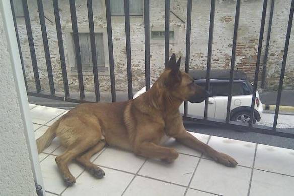 Berger Belge Malinois : Snack - Berger Belge Malinois