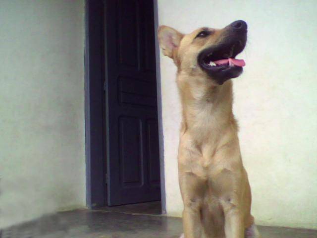 Rock, Berger Belge Malinois femelle - Berger Belge Malinois