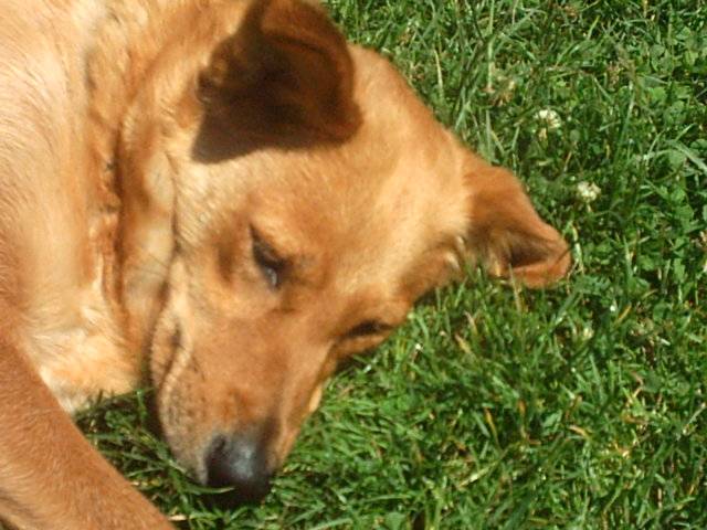 Photo Berger Belge Malinois