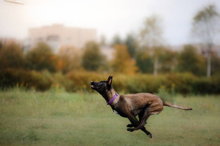 Un Malinois qui traverse un terrain en courant