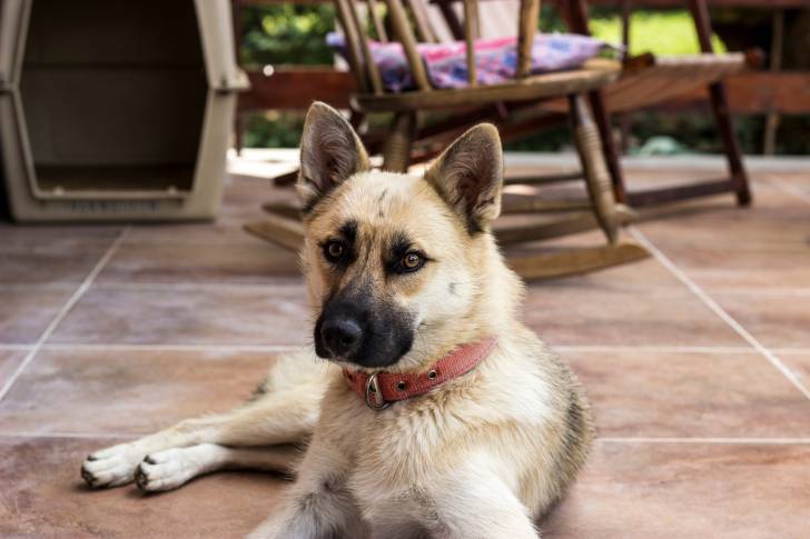 Photo Berger Belge Malinois