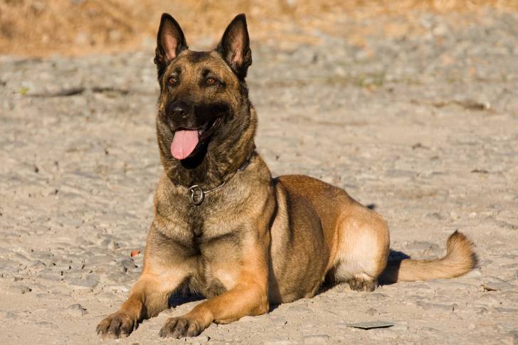 Un Malinois allongé sur de la terre au soleil