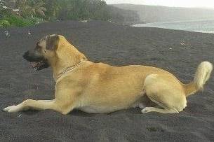 Spike - Berger Belge Malinois Mâle (2 ans)