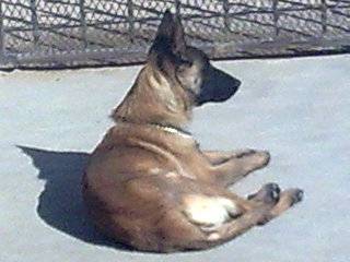chokis - Berger Belge Malinois Femelle (2 ans)