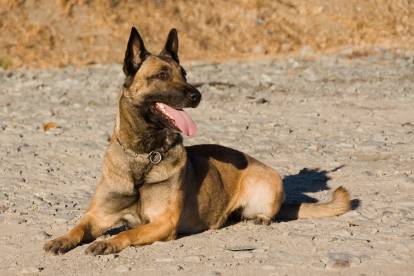 Un Malinois allongé sur de la terre au soleil