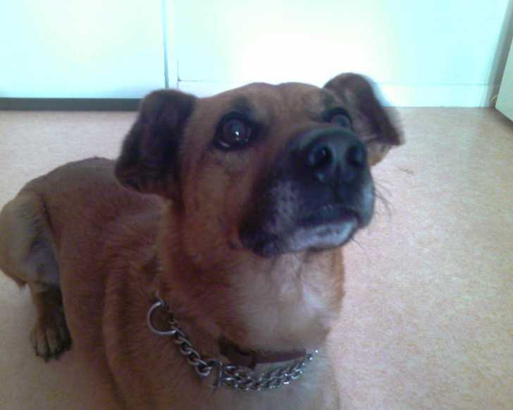 toby - Berger Belge Malinois Mâle (2 ans)