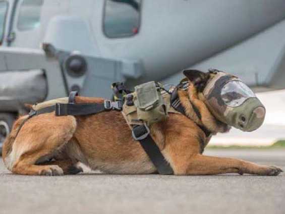 Djony, soutien des commandos parachutistes français