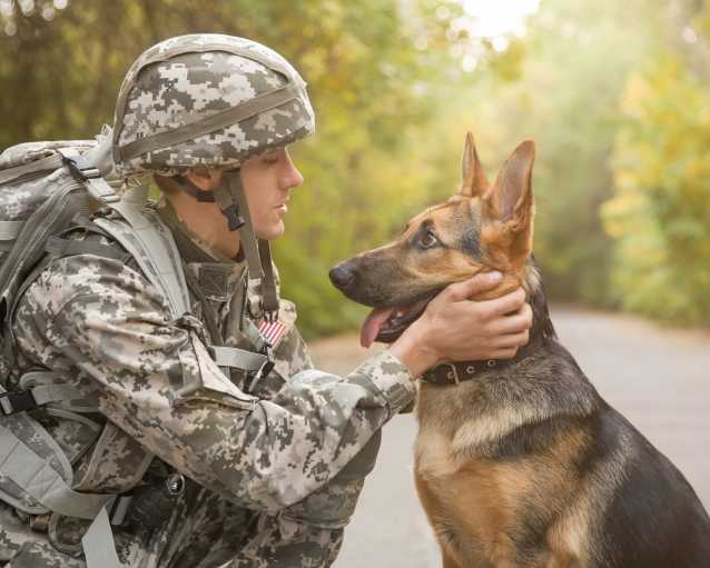 Le Berger Belge Malinois