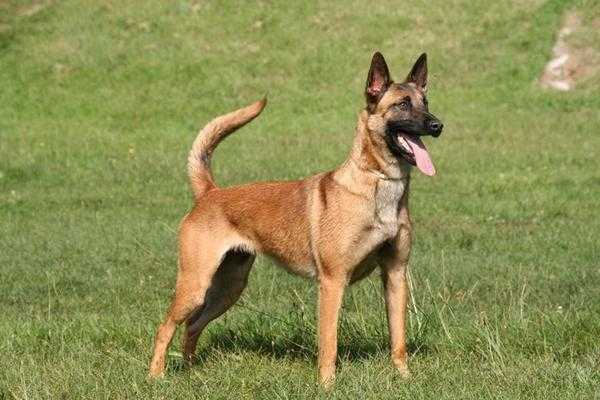Le Berger Belge Malinois