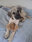 Nellie - Kangal (6 mois)