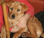 Lindi - Kangal (2 mois)