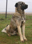 Berger d'Anatolie- Bellek - Kangal