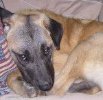 kangal nom: vénus (Berger d'Anatolie) - Kangal