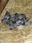 chiots kangal ( berger d'anatolie ) - Kangal