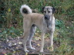 Doc, 3 ans, Berger D'Anatolie - Kangal (3 ans)