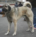 Photo Kangal
