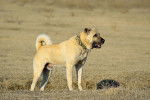 Photo Kangal